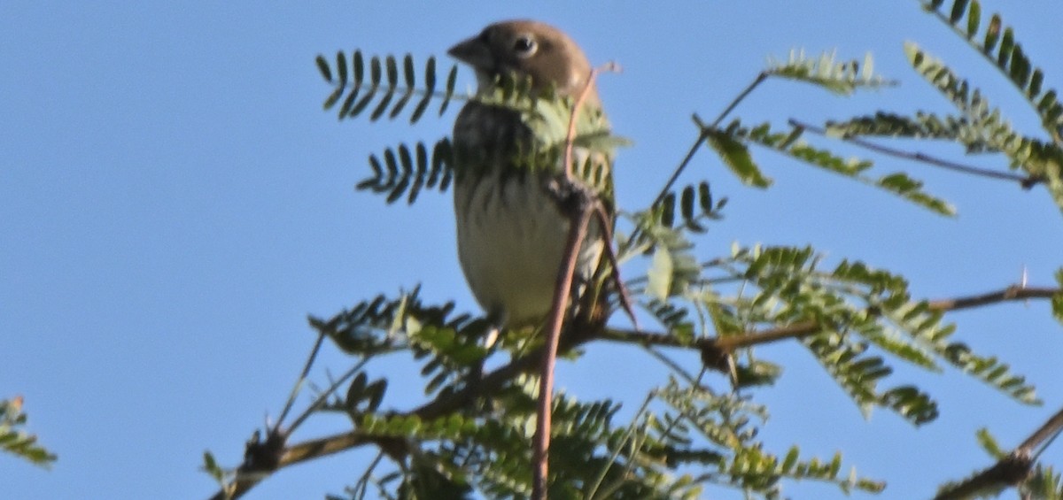 カタジロクロシトド - ML645100797