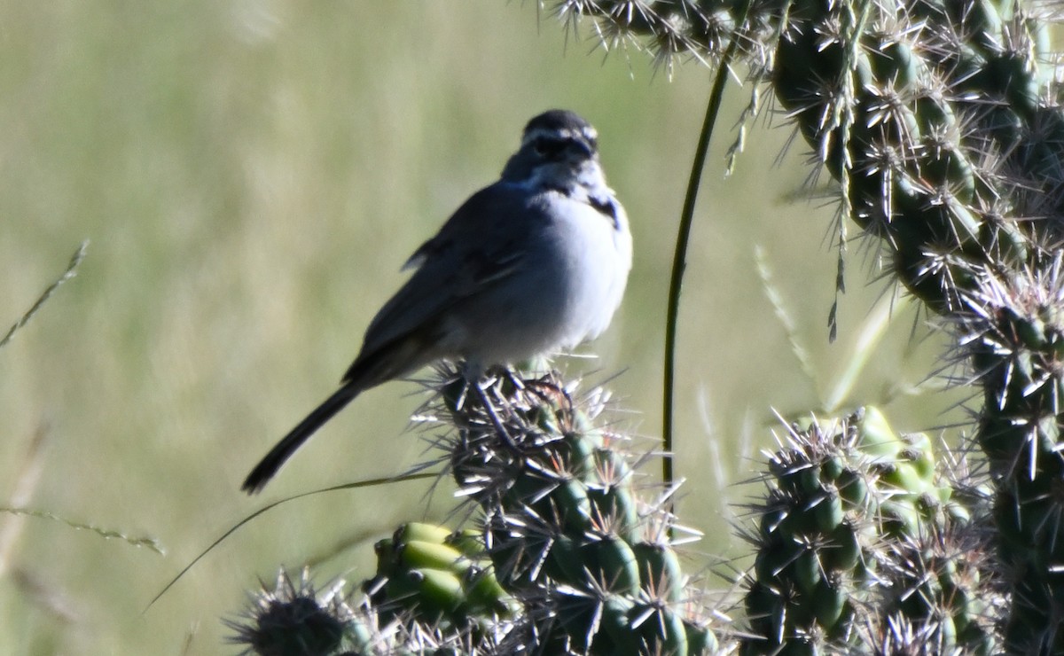 Black-throated Sparrow - ML645100800