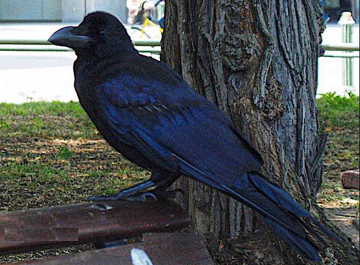 Large-billed Crow - ML645100803