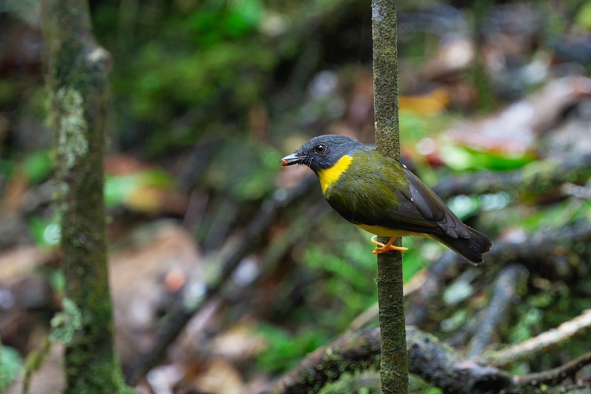 Banded Yellow Robin - ML645100814