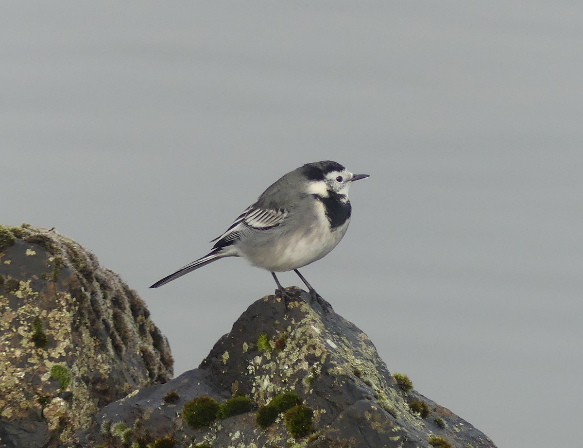 White Wagtail (British) - ML645100816