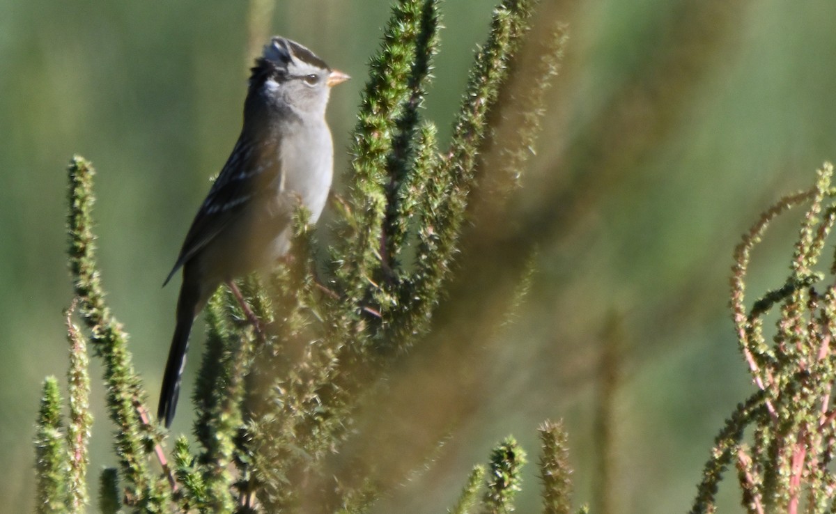 Porsuk Serçesi - ML645100820