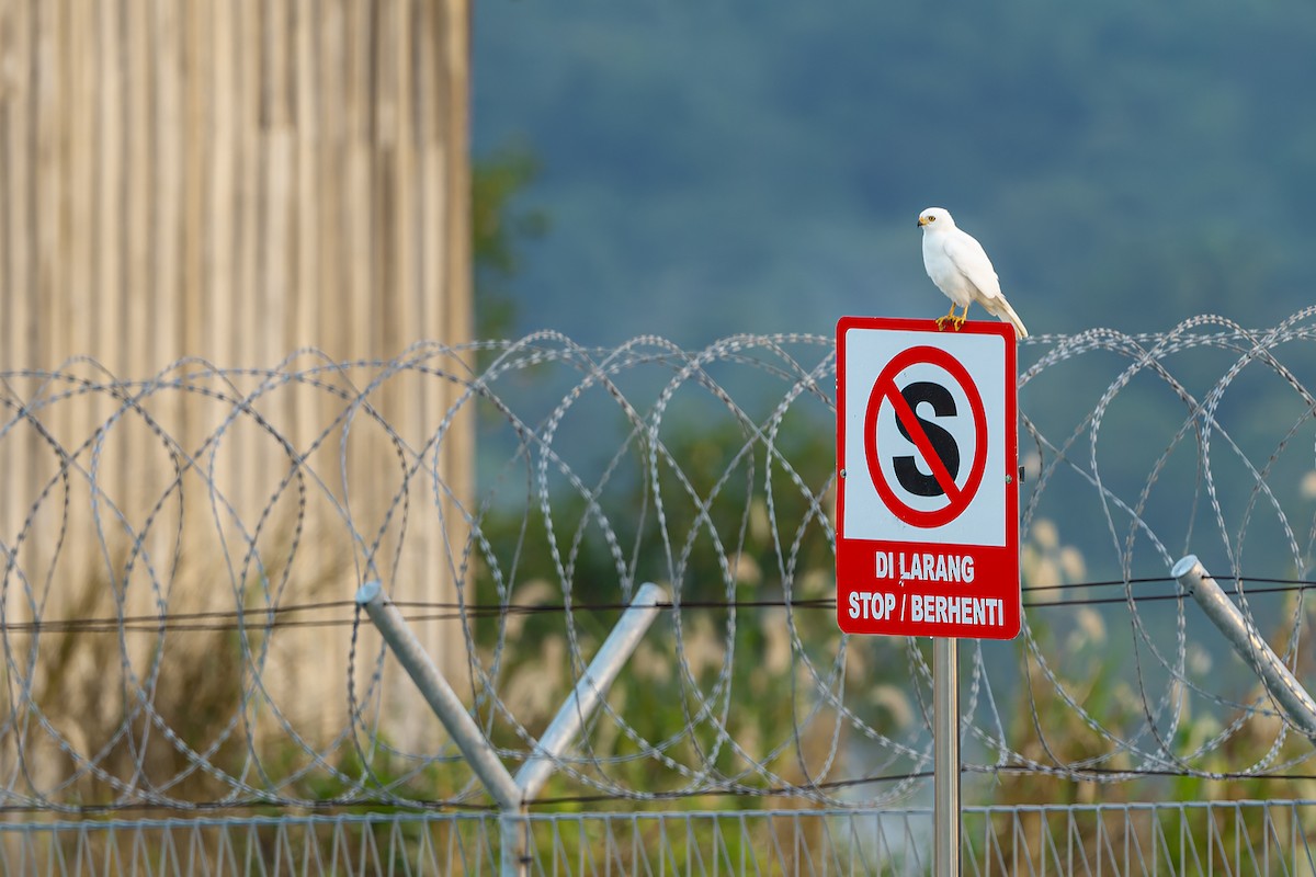 Variable Goshawk (Variable) - ML645100821