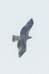 ヒメクマタカ - ML645100832