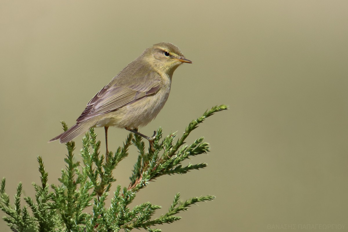 Willow Warbler - ML645100840