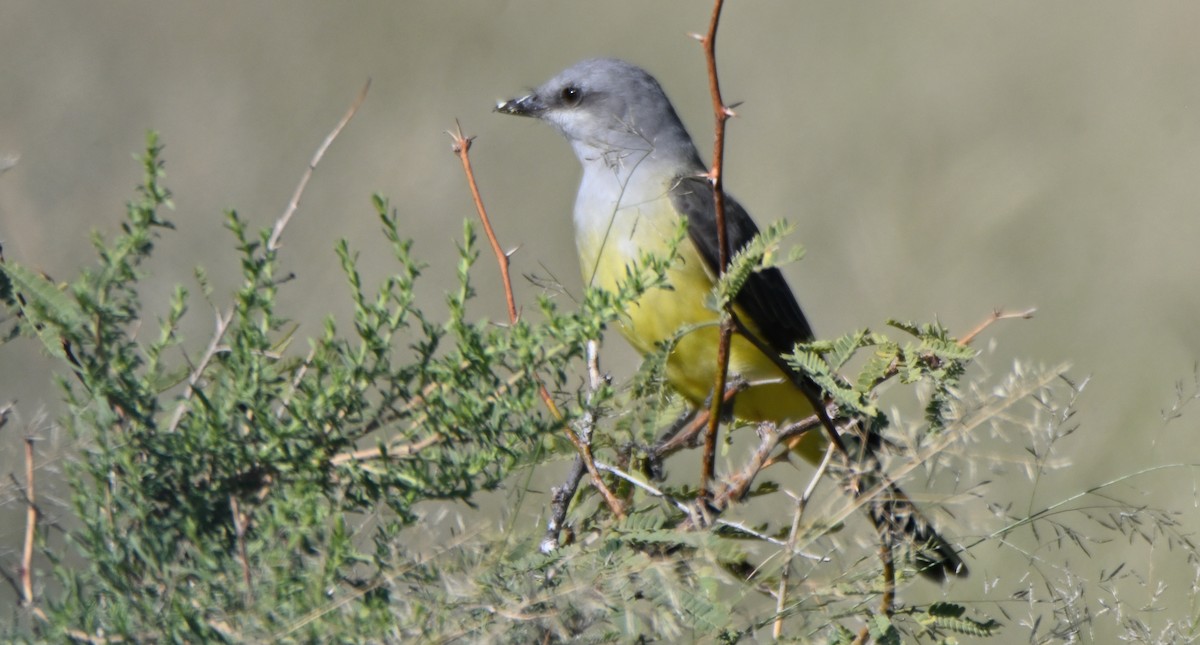 Western Kingbird - ML645100842