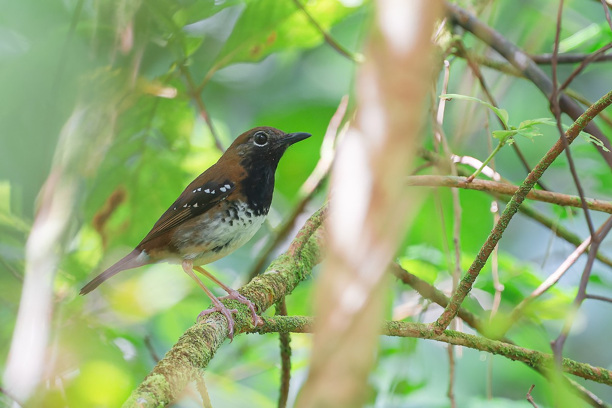 Buru Thrush - ML645100844