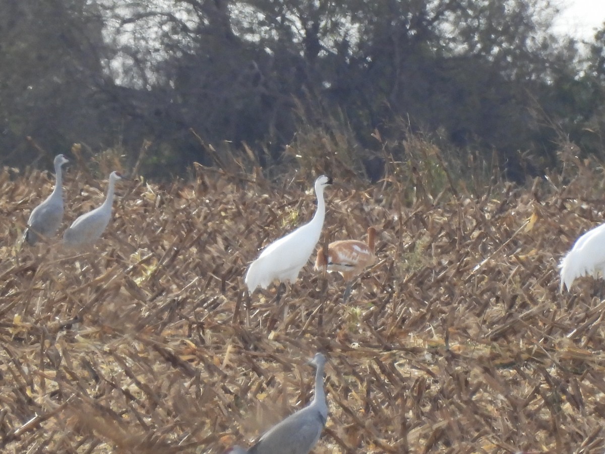 trompettrane - ML645100853