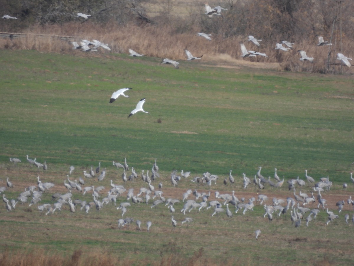 trompettrane - ML645100854