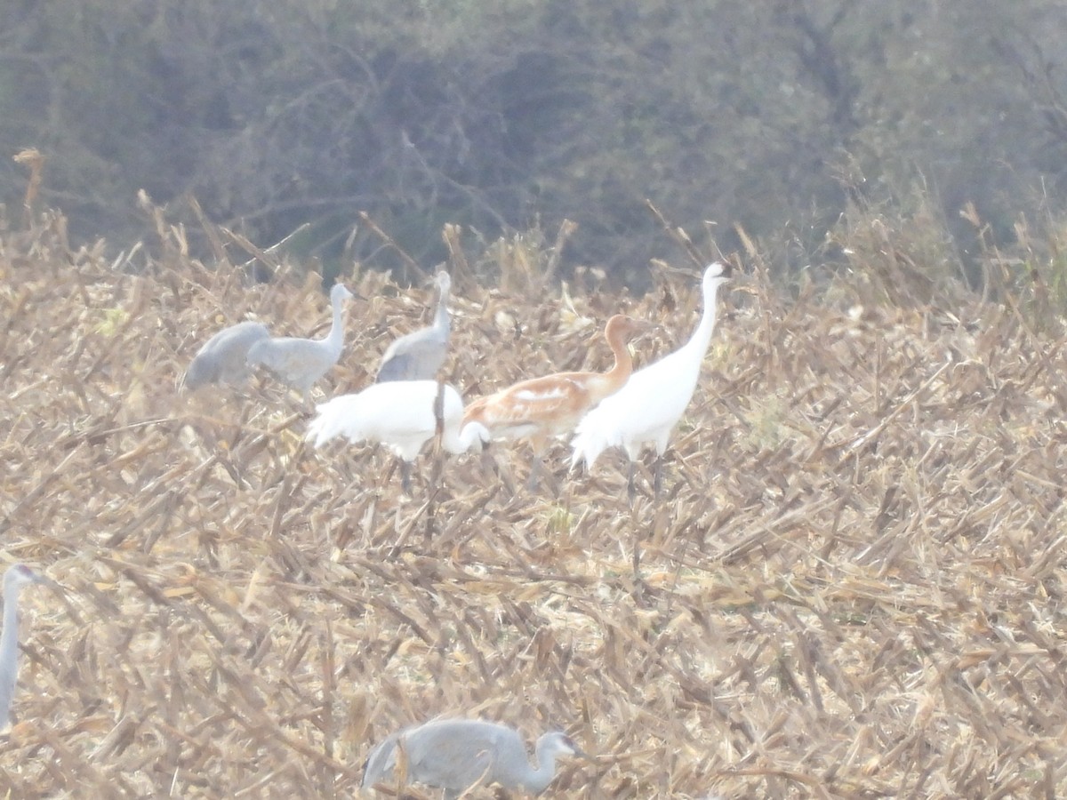 trompettrane - ML645100855