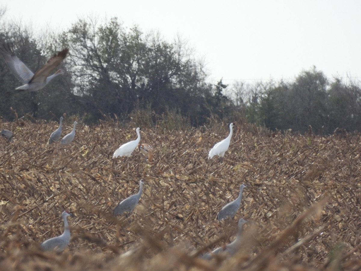 trompettrane - ML645100856