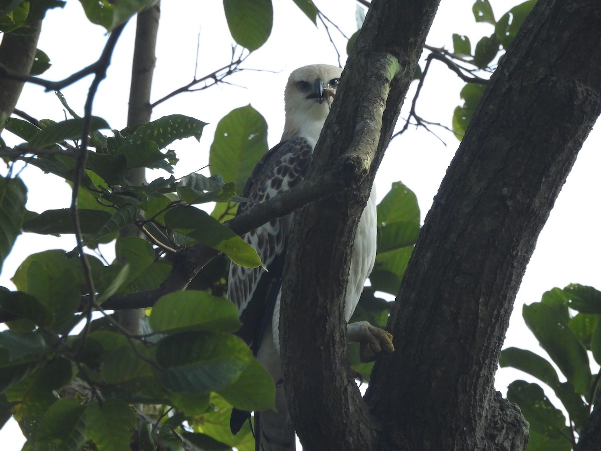 Changeable Hawk-Eagle - ML645100860