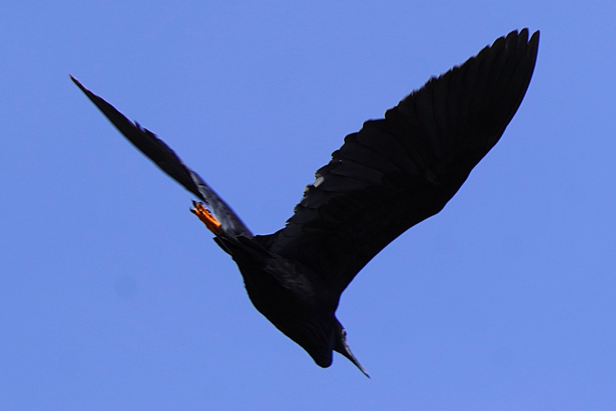 Black Heron - ML645100861