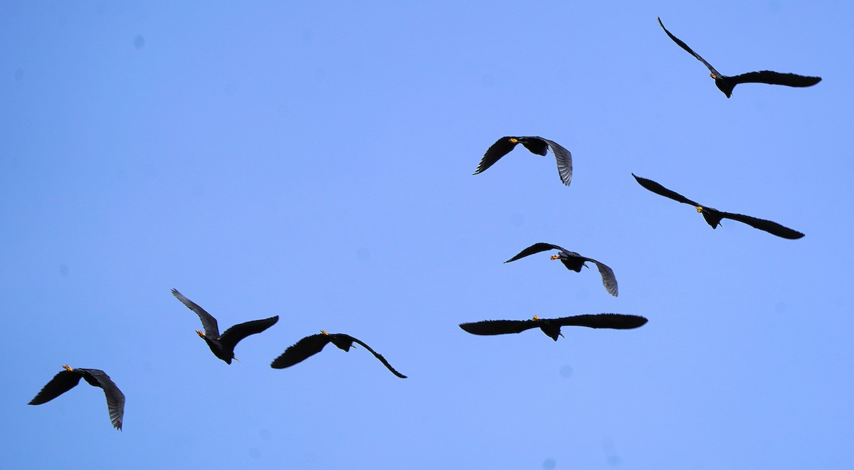 Black Heron - ML645100863