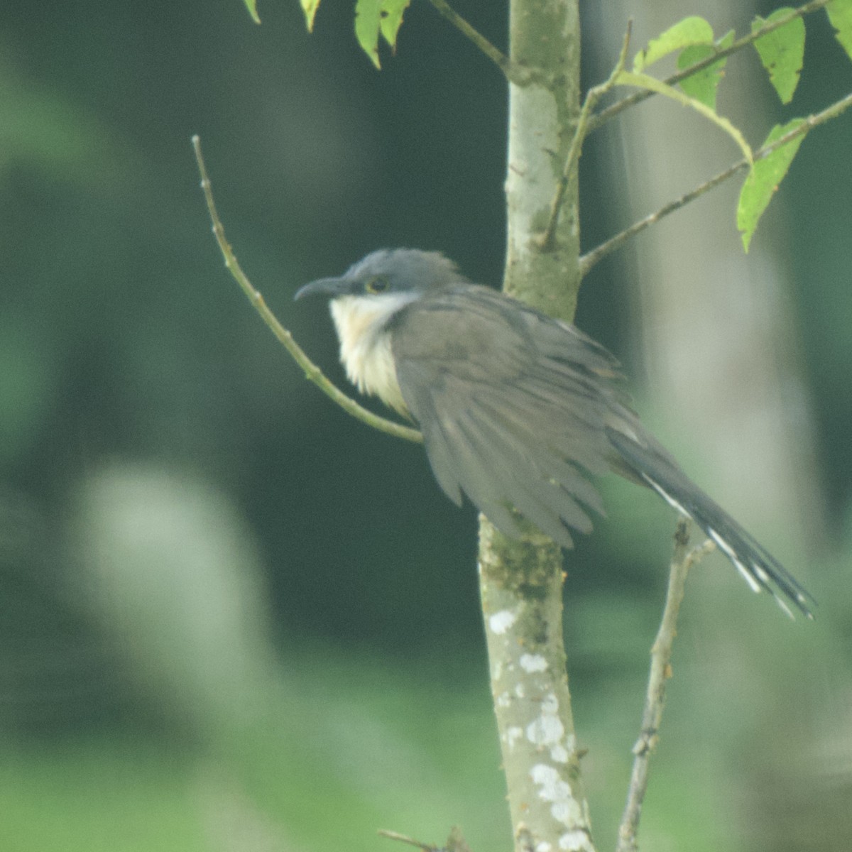 Кукліло бурий - ML645100870