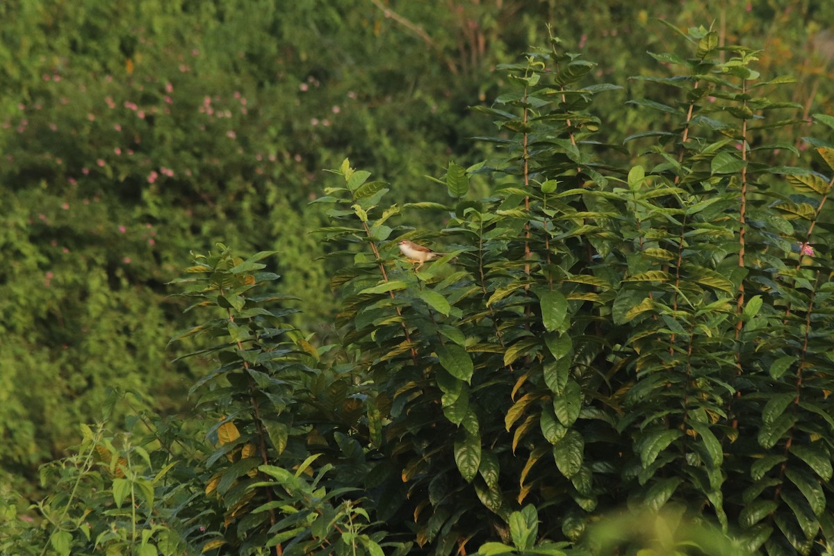 Timalí Ojigualdo - ML645100882