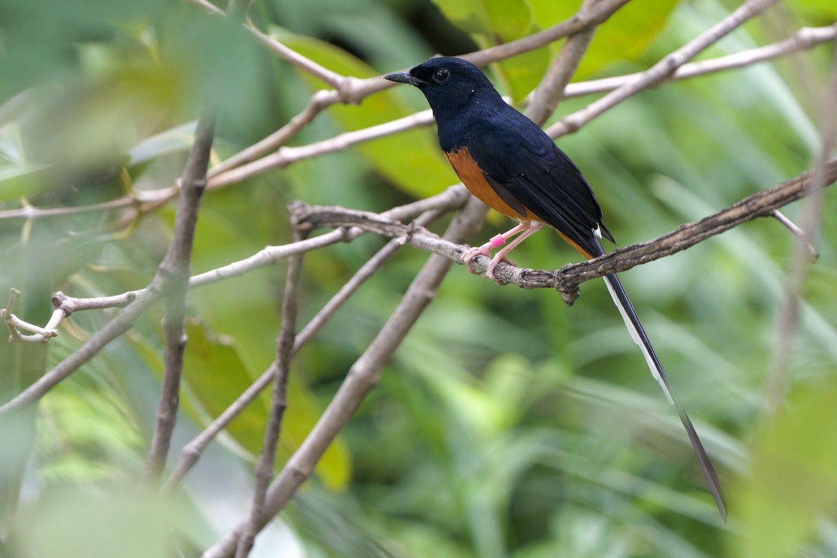 White-rumped Shama (White-rumped) - ML645100900