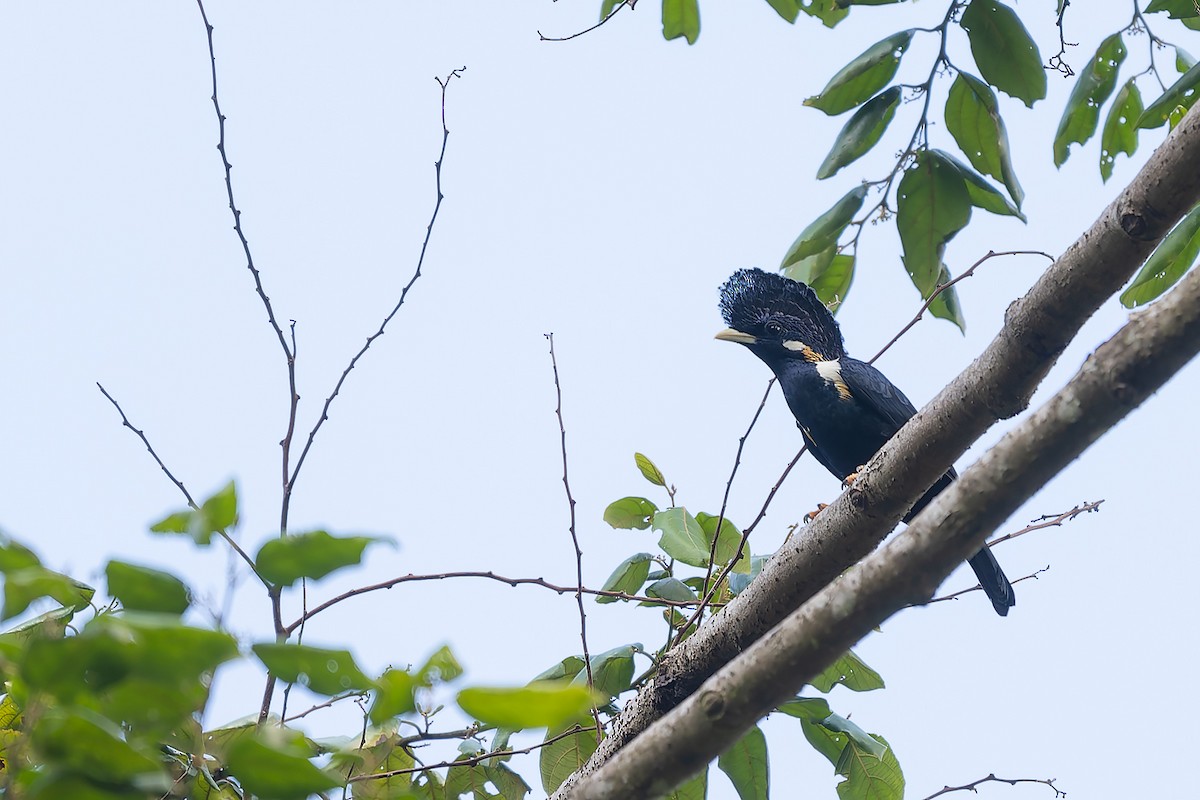 Helmeted Myna - ML645100901