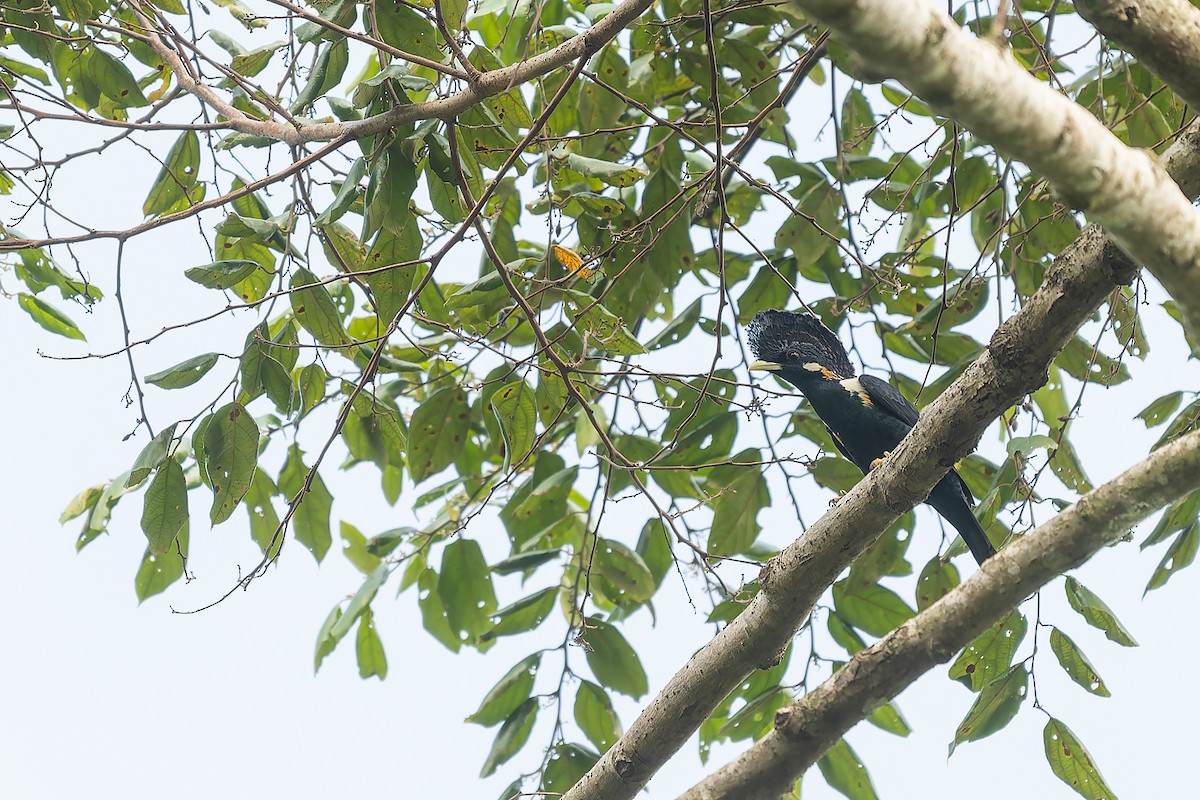 Helmeted Myna - ML645100902