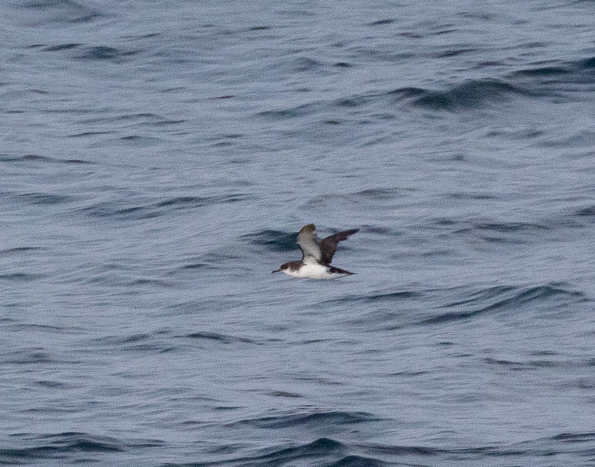 Manx Shearwater - ML645100911