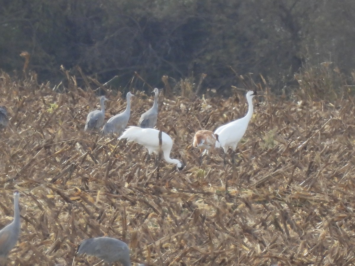 trompettrane - ML645100913