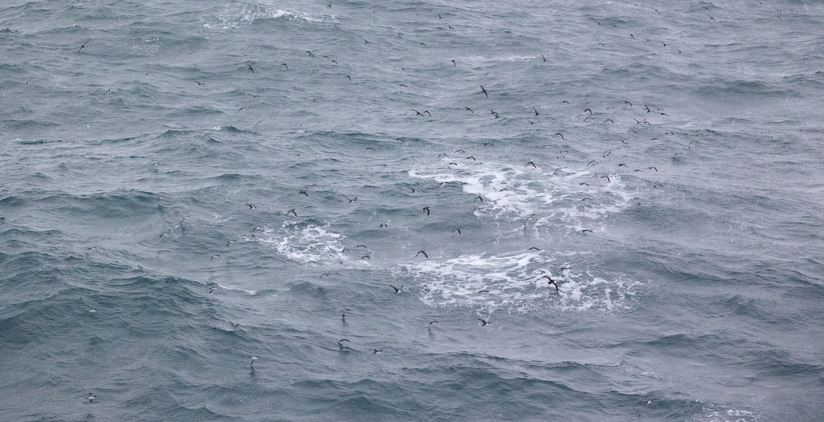 Manx Shearwater - ML645100924