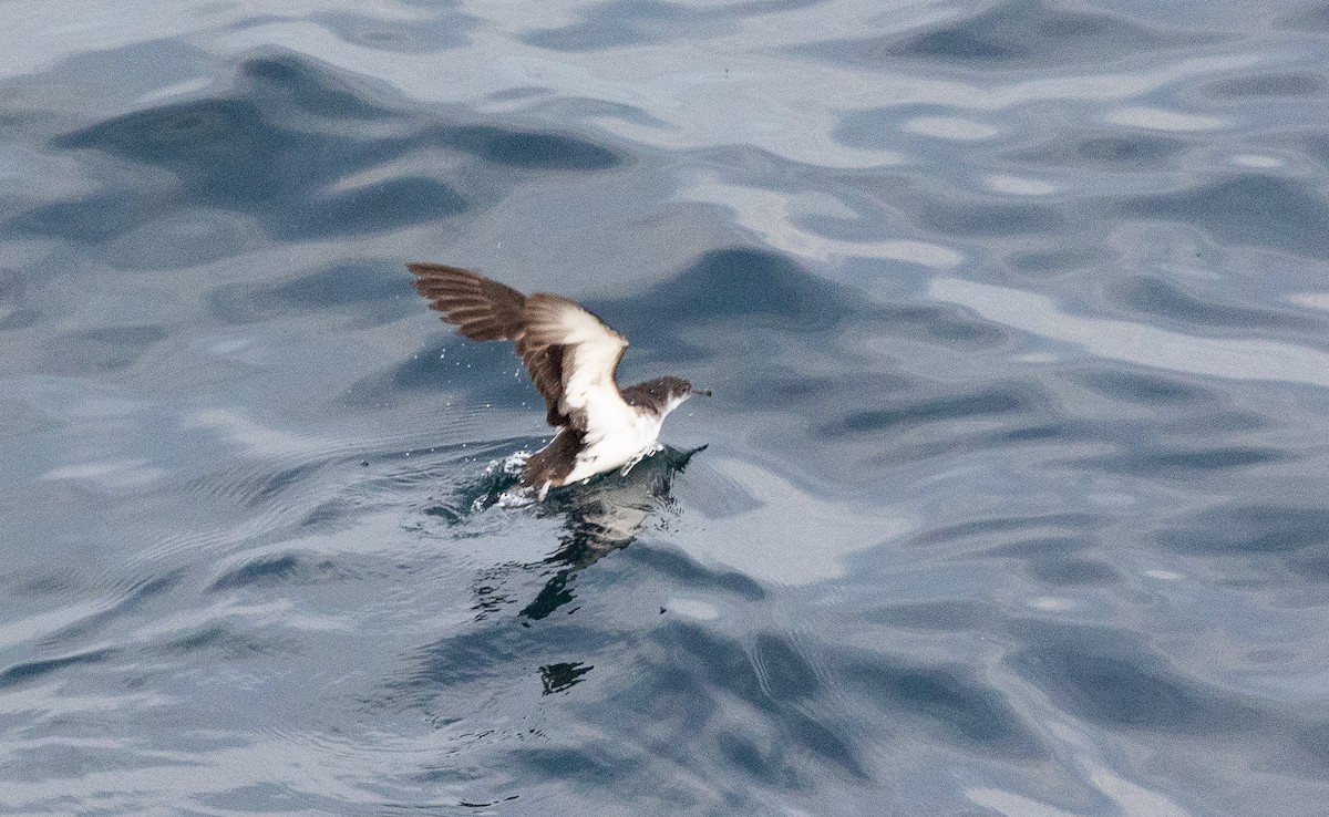 Manx Shearwater - ML645100929