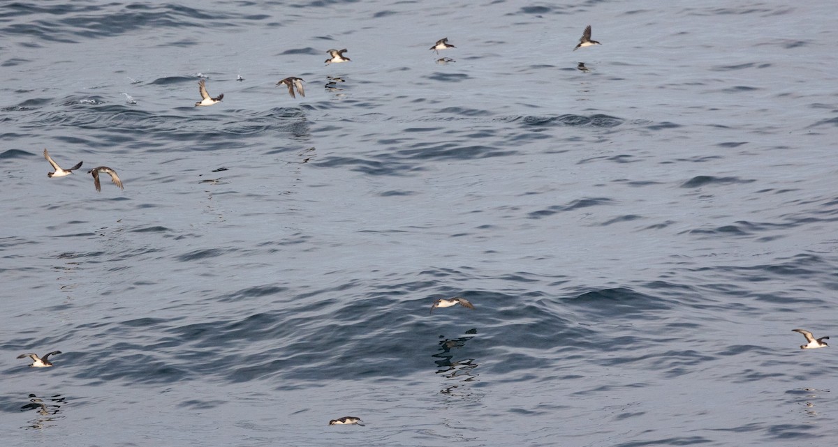 Manx Shearwater - ML645100932