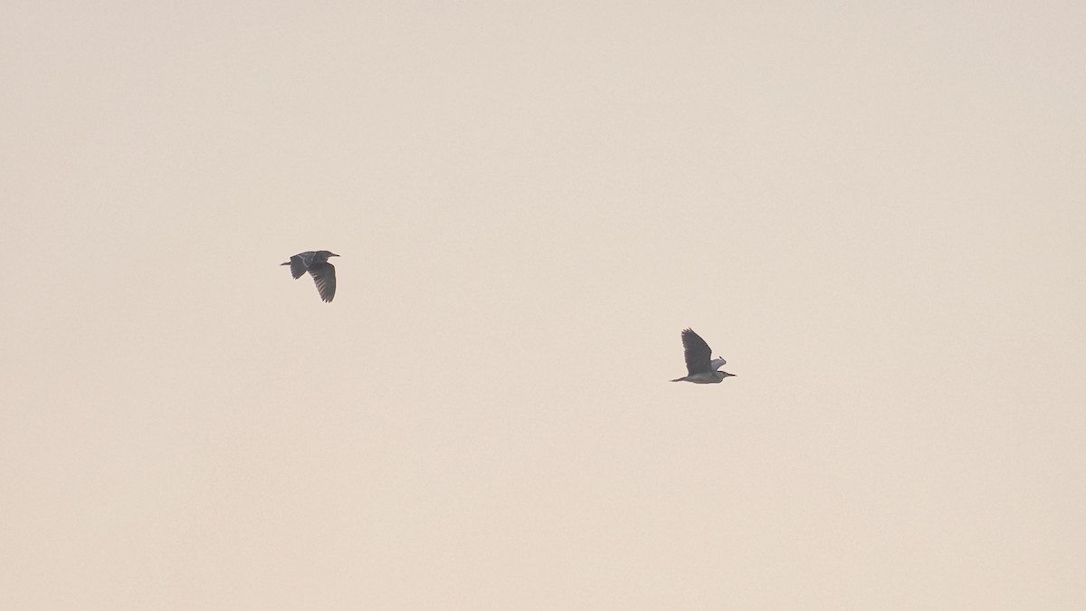 Black-crowned Night Heron (Eurasian) - ML645100948