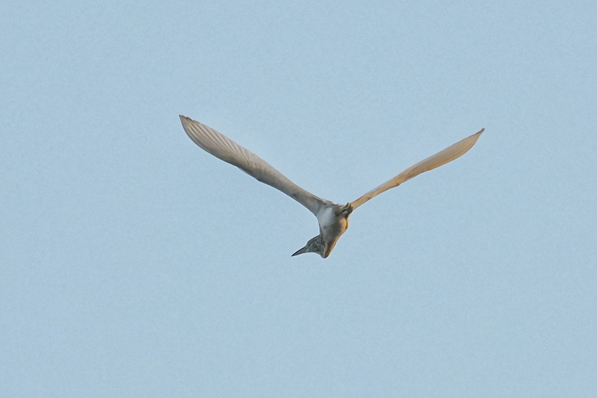 Squacco Heron - ML645100953