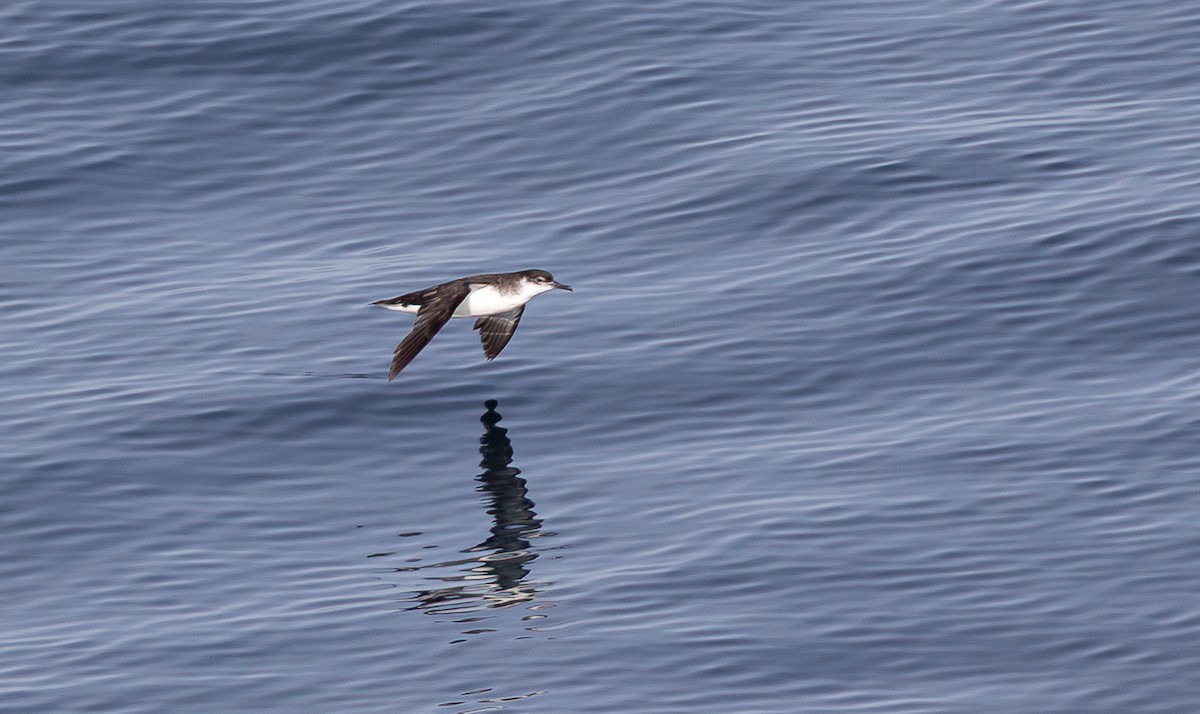 Manx Shearwater - ML645100966