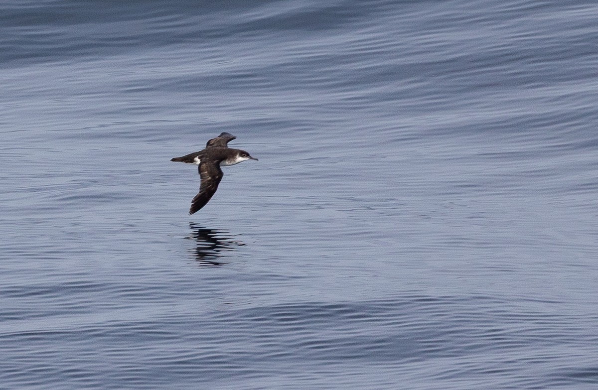 Manx Shearwater - ML645100967