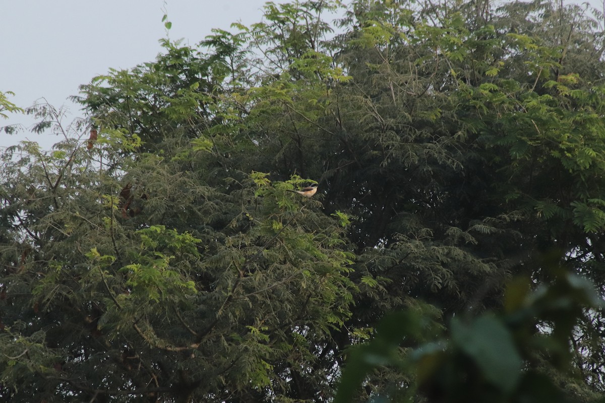 Pie-grièche à bandeau - ML645100975