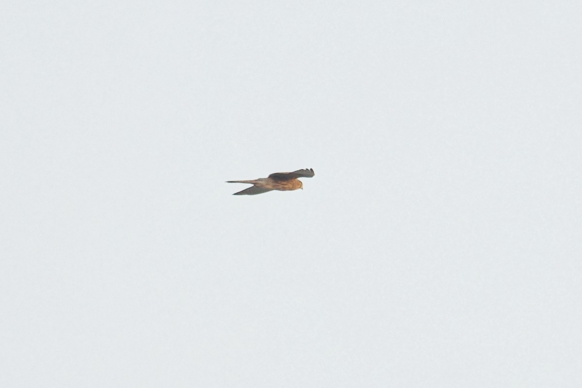 Eurasian Kestrel (Eurasian) - ML645100976