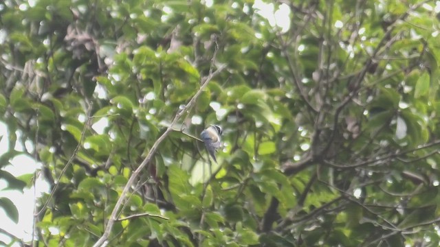 Küçük Ağaç Ebabili - ML645100982