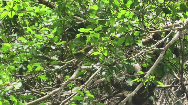 Kırmızı Boğazlı Barbet - ML645100985