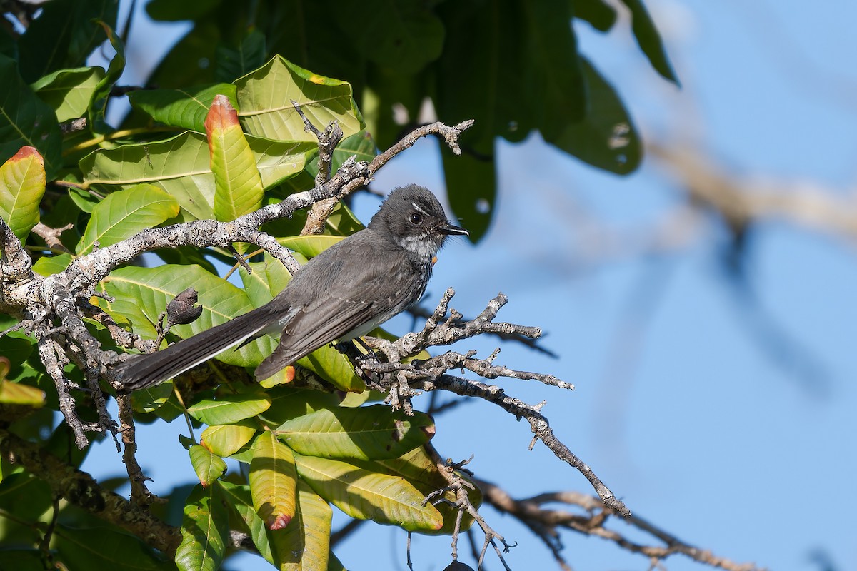 Northern Fantail (Rote) - ML645100987