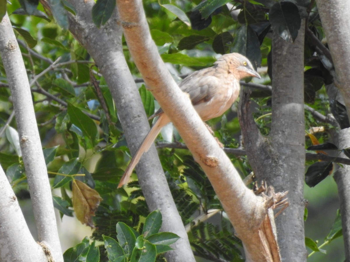 Large Gray Babbler - ML645100988