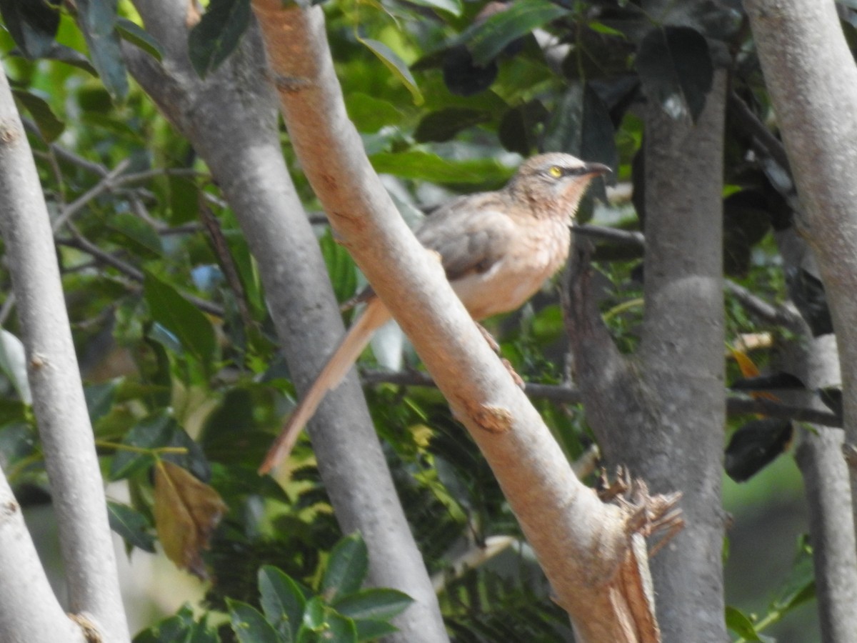 Large Gray Babbler - ML645100989