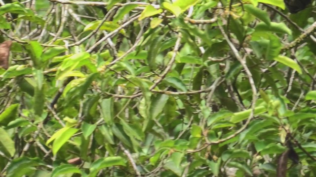 Temminck Nektarkuşu - ML645100990