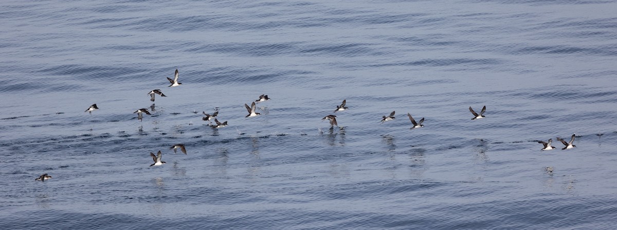 Manx Shearwater - ML645100992