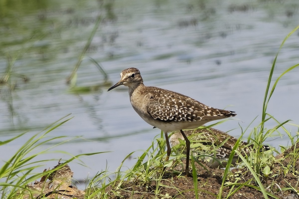 タカブシギ - ML645100994