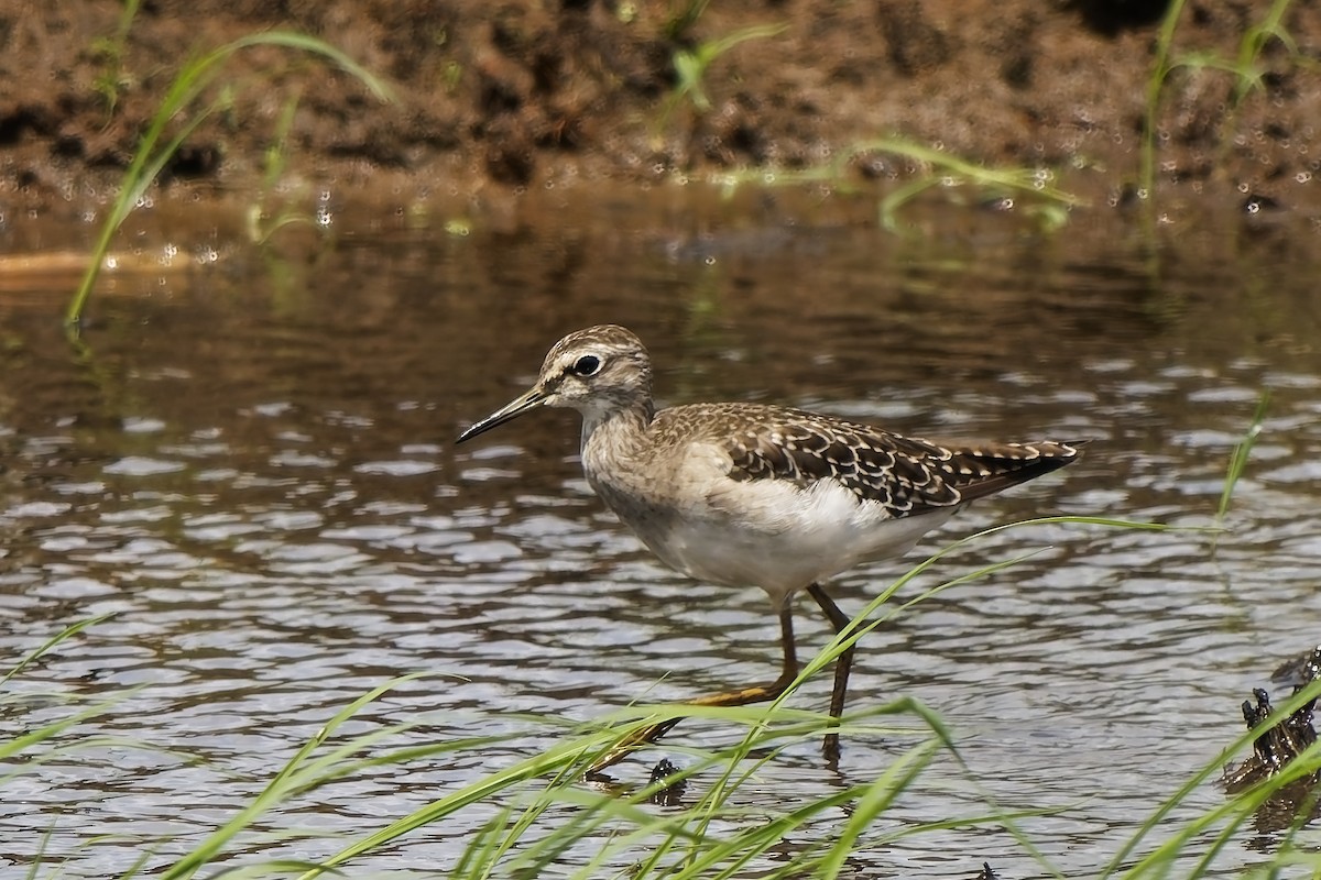 タカブシギ - ML645100995