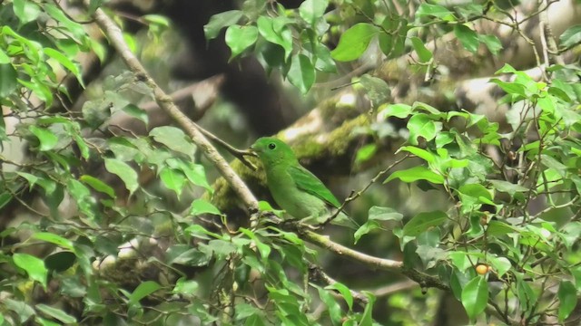 Yeşil Genişgaga - ML645100996