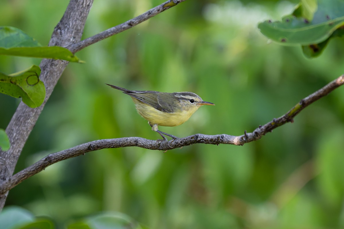 Rote Leaf Warbler - ML645101002