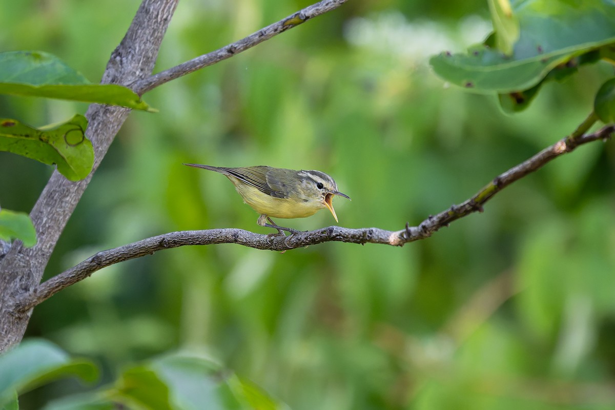 Rote Leaf Warbler - ML645101003