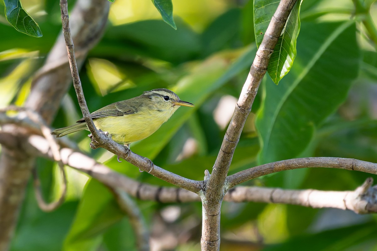 Rote Leaf Warbler - ML645101005