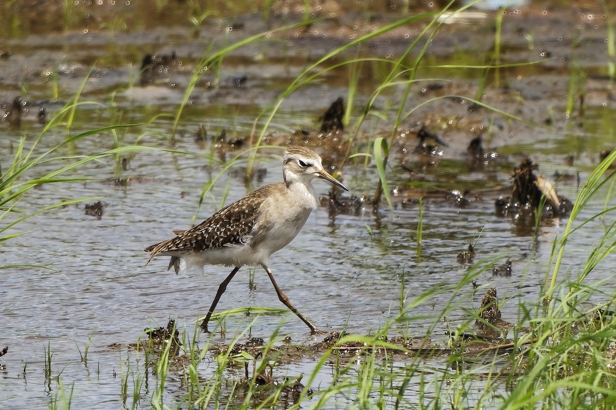 タカブシギ - ML645101008