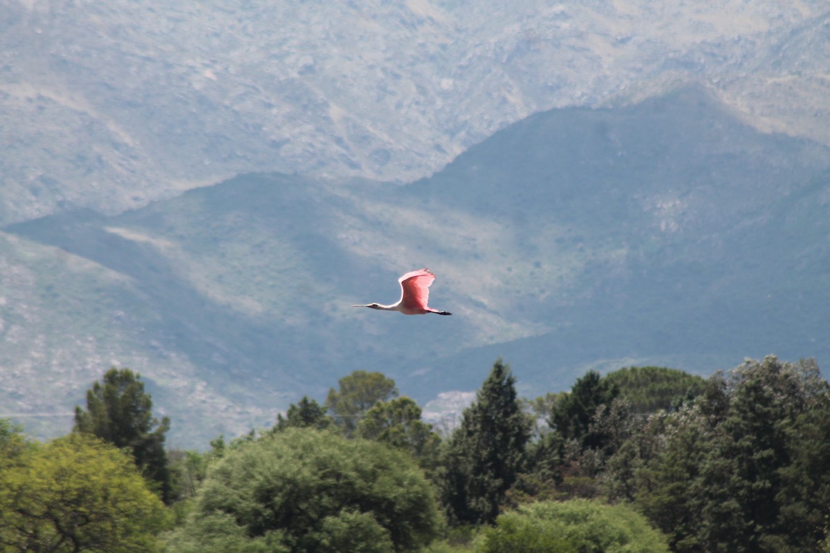 Roseate Spoonbill - ML645101020