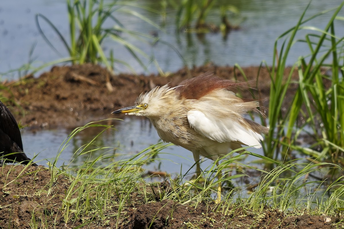 Indian Pond-Heron - ML645101023